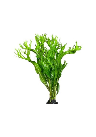 Akvaryum Canlı Bitki 1 Kök Java Fern Microsorum Windelov