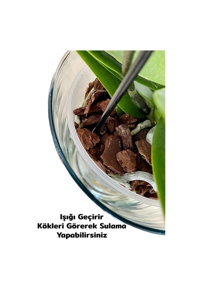 Cam Orkide Saksısı - 12 Pot Cam Orkide Saksısı - Cam Saksı Vazo