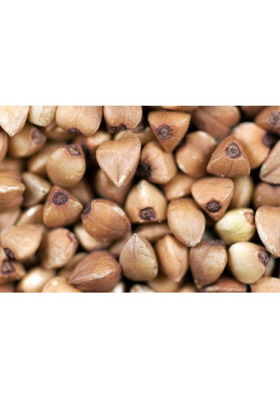 Kara Buğday Tohumu 100 GRam Tohum + Spriz Tohum
