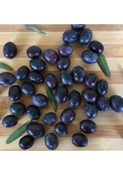 Koleksiyonluk Nadir Çeşit Soğuklara Dayanıklı Sofralık Butko Zeytin Fidanı