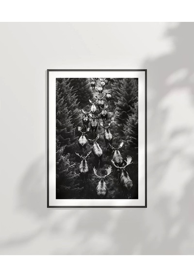 Çerçevesiz Poster Ormanın Sessiz Sürüsü