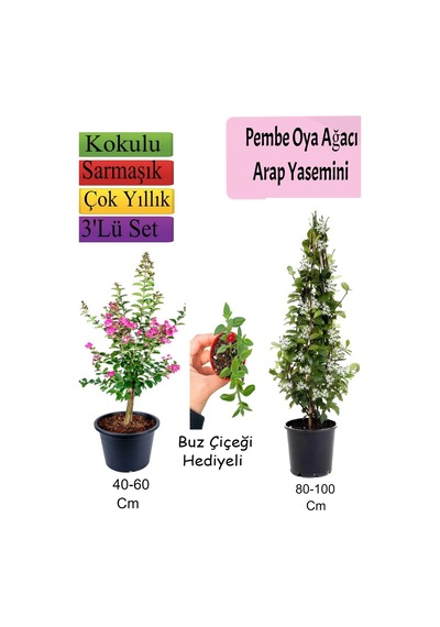 Pembe Oya Ağacı+ Arap Yasemini + Buz Çiçeği Hediyeli