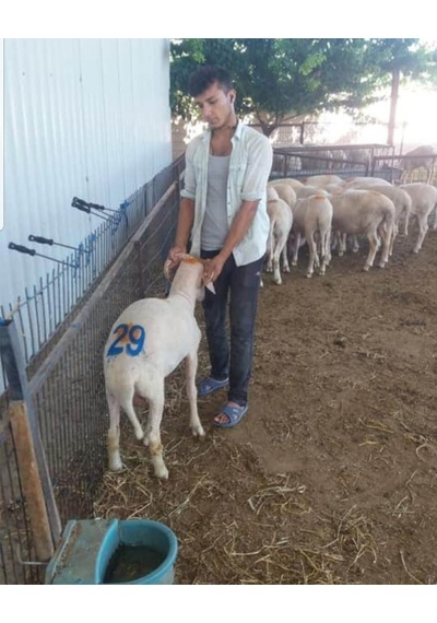 Ay Yıldızlı Hayvan Numara İşaretleme Damga Seti