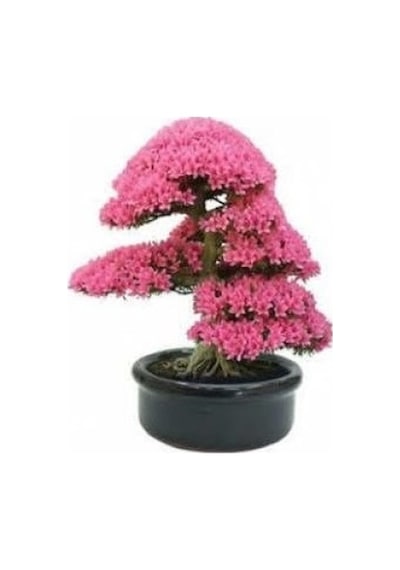 Erguvan Bonzai Ağacı Tohumu 5 Tohum + Bonsai Tohumu
