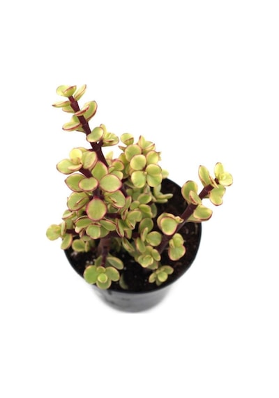 Portulacarıa Fil Hortumu Sukulent
