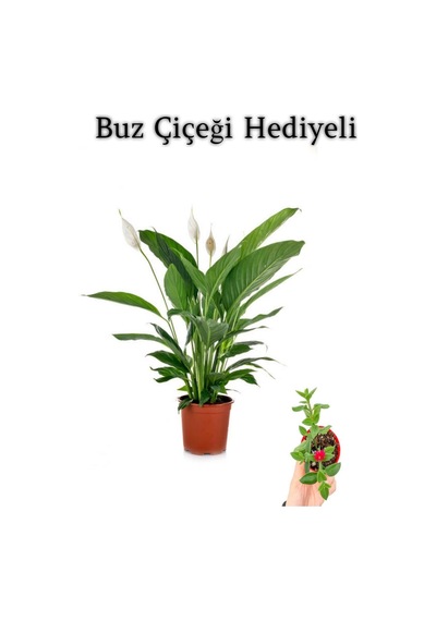 Hediyelik Beyaz Barış Çiçeği Sevgililer Gününe Özel Buz Çiçeği Hediyeli