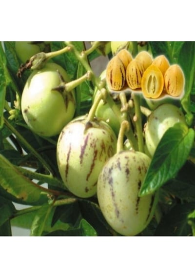 Pepino Fidanı Tüplü Aşılı