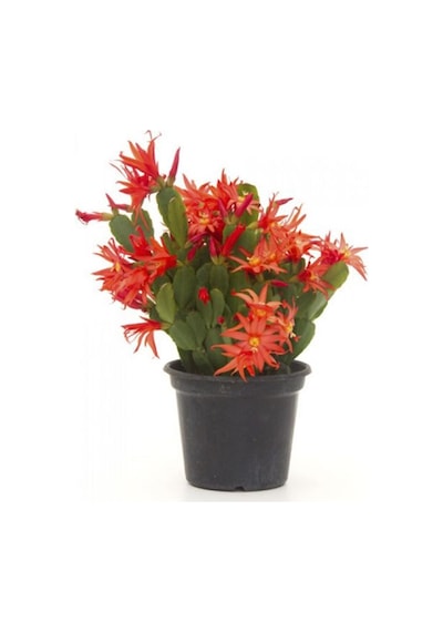 Videolu 1 Adet Kırmızı Renk Yılbaşı Çiçeği 20-30 Cm Tüplü Çiçekli Bodur Bitki Euphorbia Pulcherrima