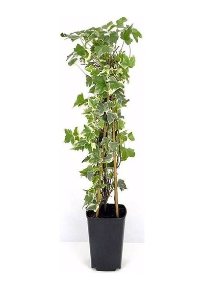 Alacalı Büyük Yapraklı Duvar Sarmaşığı Hedera Helix 1 Adet 40-60 Cm, Saksıda