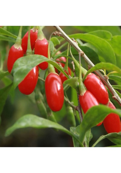 12 Adet Goji Berry Fidanı Nq1 9 Luk Saksıda 12 Ay Dikim Yapılabilir