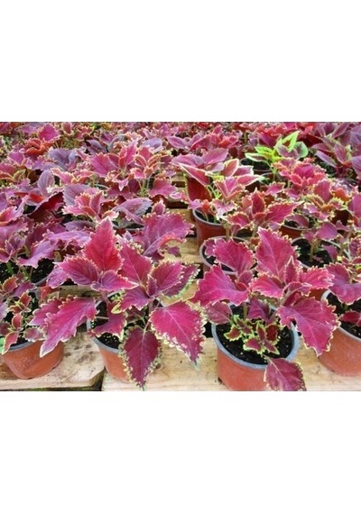 Leaf Beauty Kolyos Flower Yaprak Güzeli Kolyos Çiçeği 3 Adet