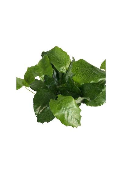 Calathea Musaica ‘Network’ (Dua Çiçeği) Ø12 CM Y30-35 CM