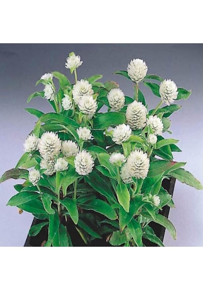 Gomphrena Globosa Beyaz Medine Çiçeği Tohumu 50 Tohum