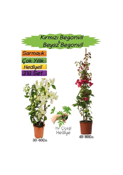 Kırmızı Renk Begonvil+beyaz Begonvil+ıtır Çiçeği 3'lü Peyzaj Seti