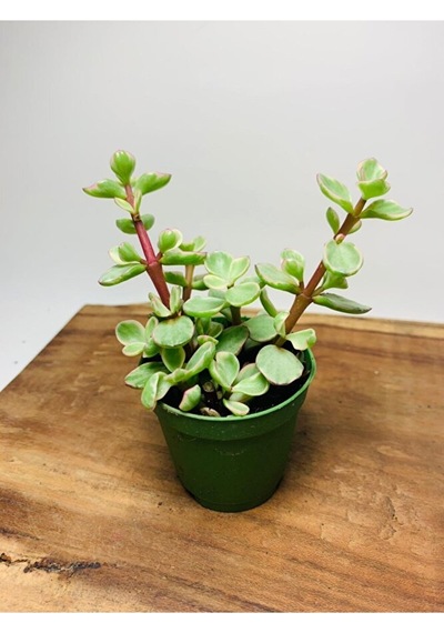 Portucularia Afra Variegata Sukulent