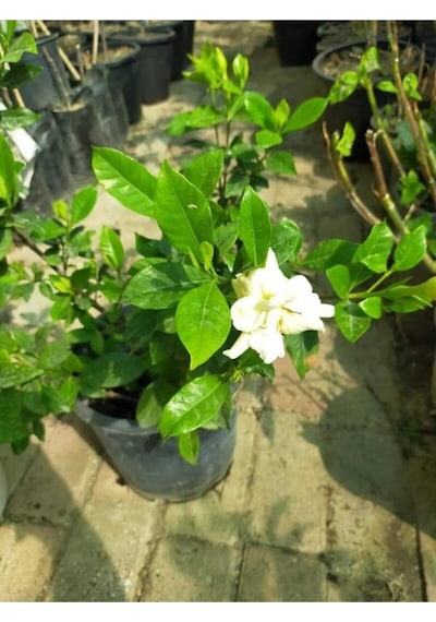 Ferah Kokulu 1 Adet Gardenya Çiçeği Saksılı 30-45cm Gardeia Flower