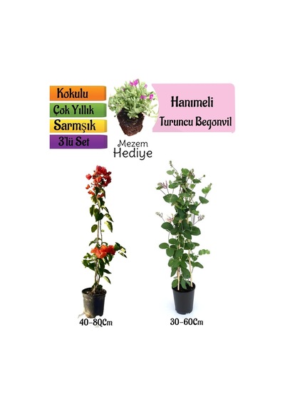 Turuncu Begonvil+kokulu Hanıme Çiçeği+mezem Çiçeği 3'lü Peyzaj Seti