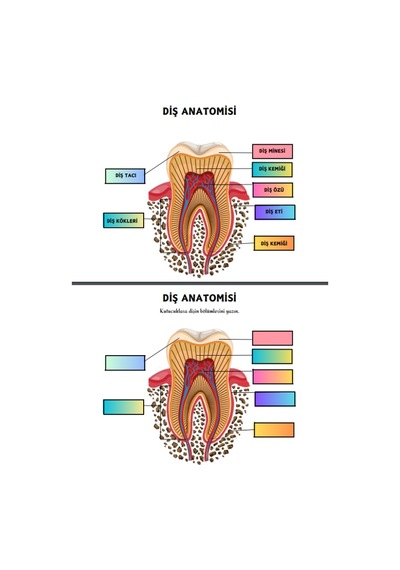 Okullar İçin Anatomi Yaz-sil Kitabı Herkes İçin