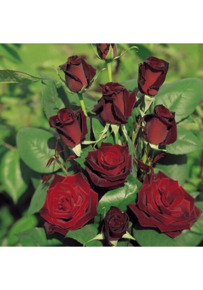 Videolu Yediveren Kokulu Bordo Renk 40 70 Cm 2 Adet Saksılı Aşılı Gül Maroon Rose