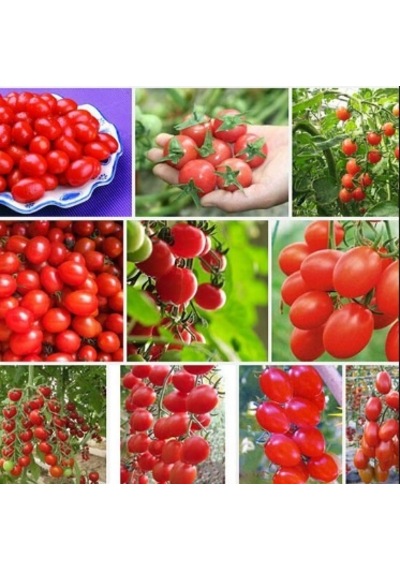 Karışık Cherry Domates Tohumu 100+ Tohum N118200