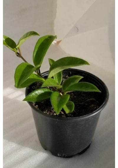 Mum Çiçeği Ruhban Beyaz 10-15cm Salon Balkon Bitkisi