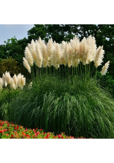 Nura Botanik Saz Püskülü Pampas Otu Cortaderia Selloana Pumila