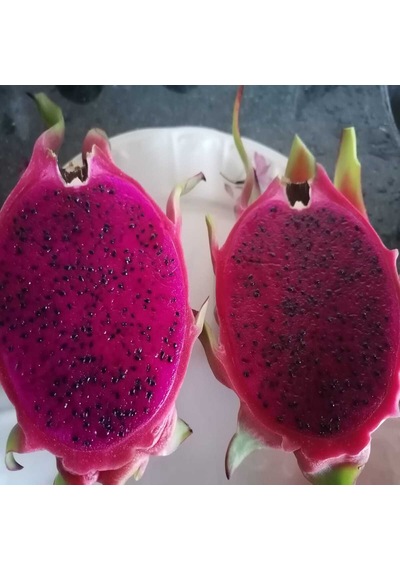 Ejder Meyvesi 2 KG 300 G ve Üzeri