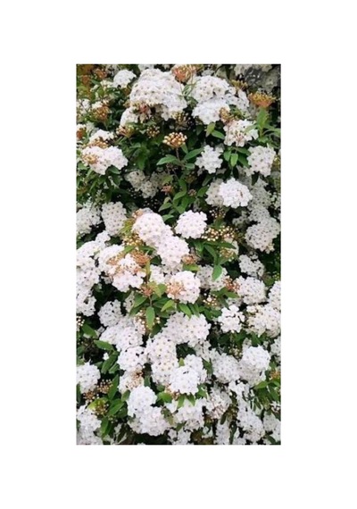 1,50cm Keçi Sakalı Çiçeği