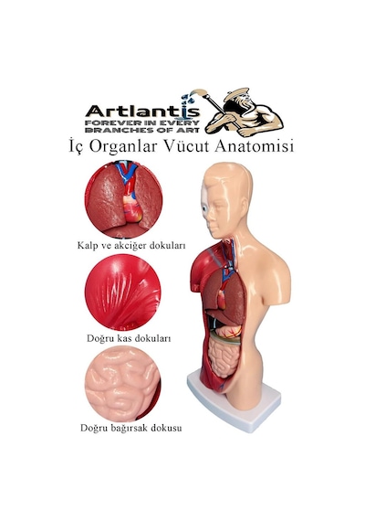 İnsan Organ Maketi 27 Cm 1 Adet İnsan Anatomi Modeli 15 Parça Sök Tak İnsan İç Organları Tıbbi Model Vücut