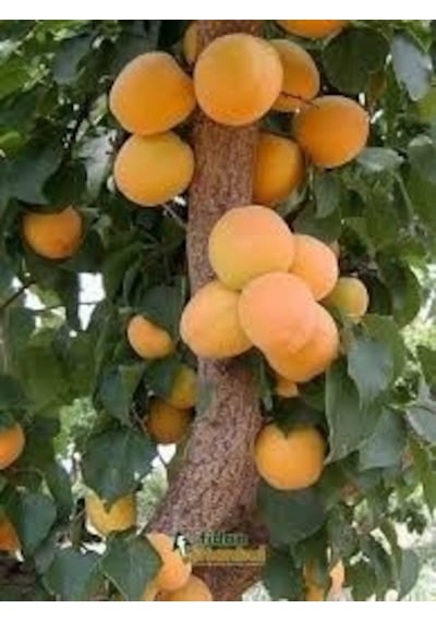Tüplü Fidan Ninfa Kayısı Fidanı