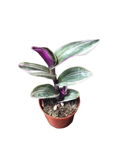 Tradescantia Zebrina Kaktüs Sukulent Fidanı 10-20 Cm