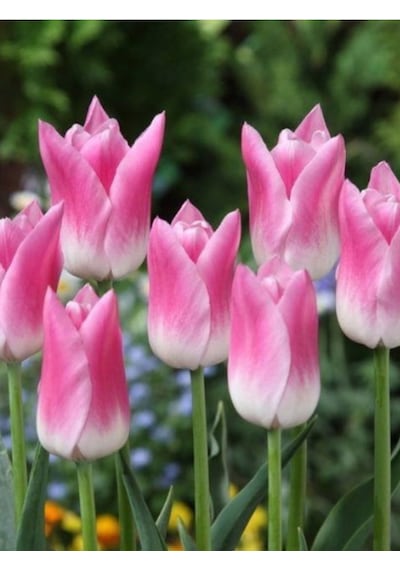 Lale Soğanı Bolroyal Pink 3 Adet