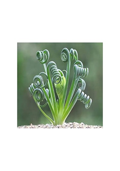 Sukulent Tohumu, Albuca Spiralis Çeşidi, Farklı Bitki Yetiştirme Deneyimi