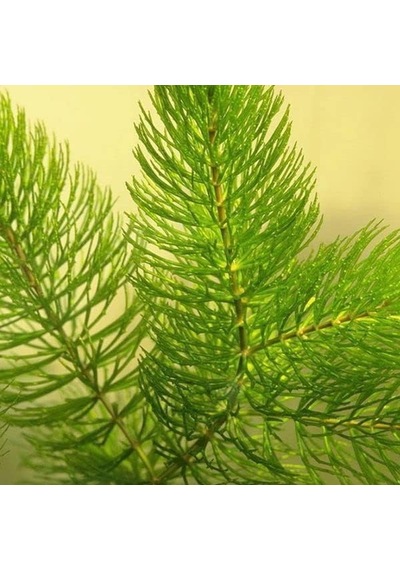 Tr Ceratophyllum Demersum Tilki Kuyruğu Kolay Akvaryum Bitkisi 1 Bağ