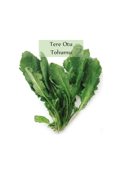 6 Paket Tohum No2 Yeşillik Tohumları Bitki Tohumları Maydanoz Tohumu Roka Tohumu Dereotu Tohumu ...