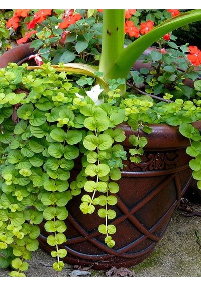 Altın Kolye Çiçeği 1 Adet Sarı Çiçekli 30-40cm Lysimachia Nummulari