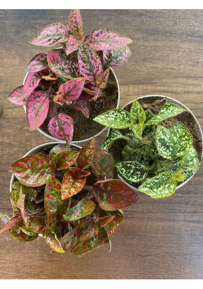 Hostes Çiçeği 3lü Set 3'lü Hipoestes Phyllostachya - Hostes Çiçeği Kırmızı -pembe-beyaz