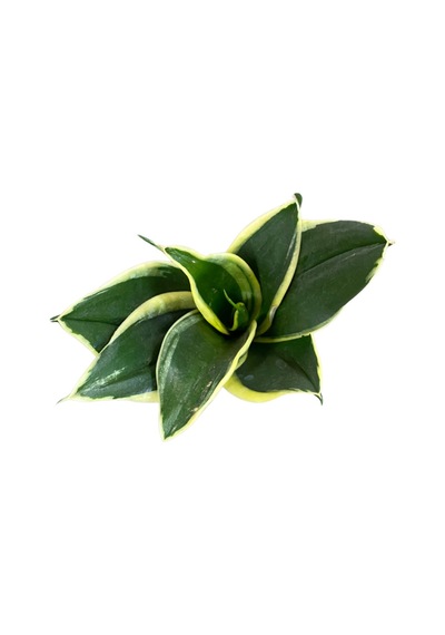 Sansevieria 'yellow Stripe' Paşa Kılıcı Ø5,5 Cm H0-10 Cm