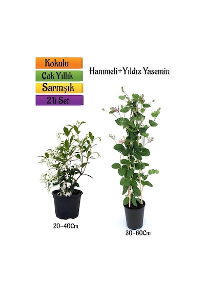 Mis Kokulu Yıldız Yasemin+kokulu Hanımeli Çiçeği Fidanı 2'li Bahçe Peyzaj Seti