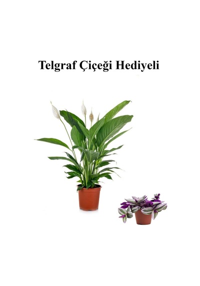 Hediyelik Beyaz Barış Çiçeği Sevgililer Gününe Özel Telgraf Hediyeli