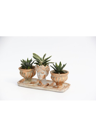 Trio Helen Orange Sukulent Seti - Haworthia Pumila. Gasteria
