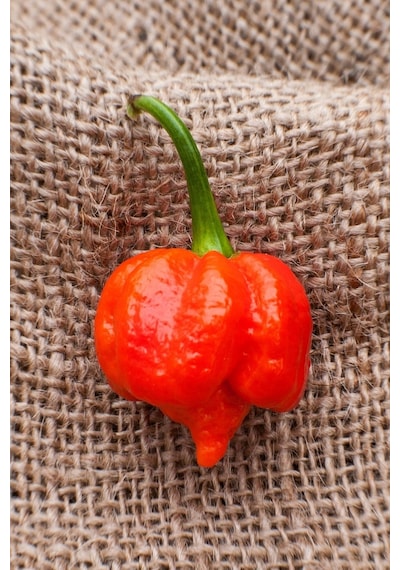 Dünyanın En Acısı Trinidad Scorpion Biber Tohumu 10+ Adet Tohum