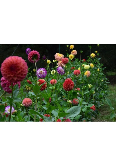 Dahlia Tohumu Dekoratif Dev Çiçekli Yıldız Çiçeği Variabilis Giants Mix