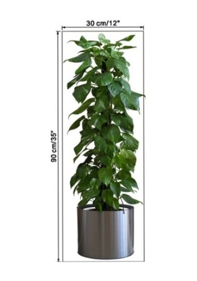 Saksılı Bitki Tasarımlı Yapışkanlı Sticker Resim 90 30 Cm 5332 Çok Renkli