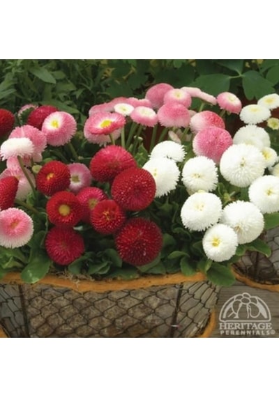 Mix Katmerli Bellis Perennis Ponpon İngiliz Çayır Papatyası Çiçeğ