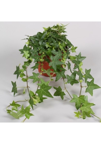 Mini Hedera Salon Sarmaşığı Hedera Helix Green 5 Adet