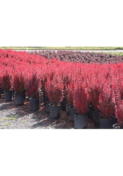 Videolu Roket Berberis Fidanı 40 60 Cm 1 Adet Saksılı Dış Mekan Bitkisi Berberis Thunbergii