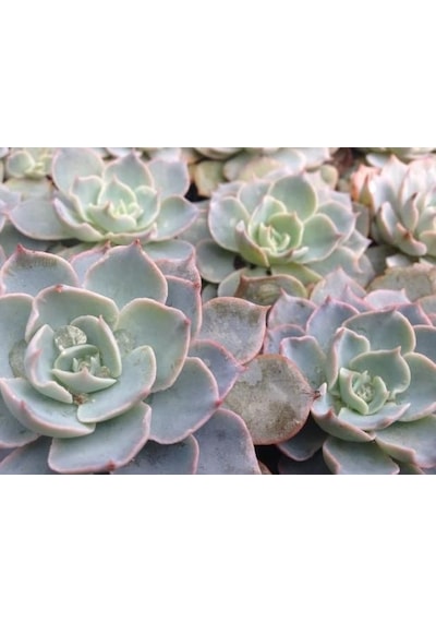 Echeveria Morning Beauty - 20 Adet Sukulent