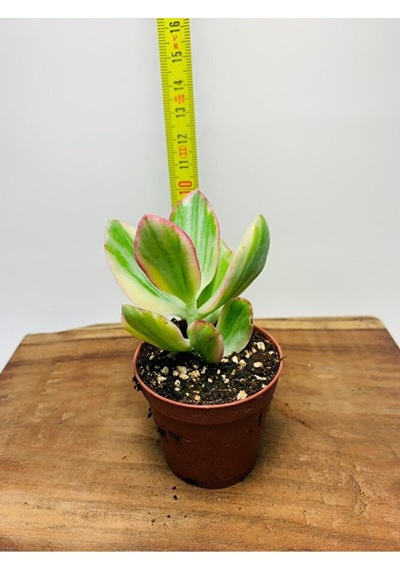 Crassula Ovata Variegata Iki Renkli Para Ağacı