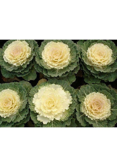 10 Adet Mix Decorative Cabbage Tohumu